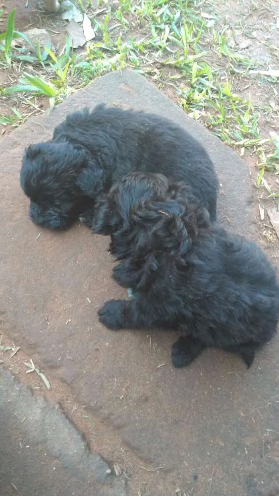 Cachorro raça Misturado mãe poodle com Bira lata idade Abaixo de 2 meses nome Keit caramelo boby vini
