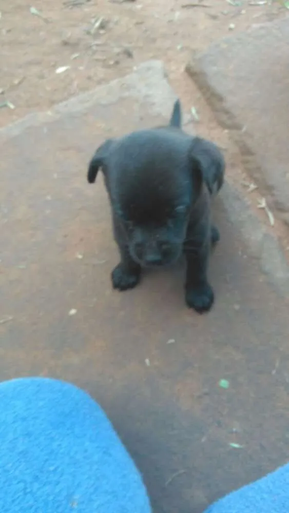 Cachorro raça Misturado mãe poodle com Bira lata idade Abaixo de 2 meses nome Keit caramelo boby vini