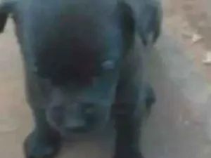 Cachorro raça Misturado mãe poodle com Bira lata idade Abaixo de 2 meses nome Keit caramelo boby vini