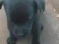 Keit caramelo boby vini