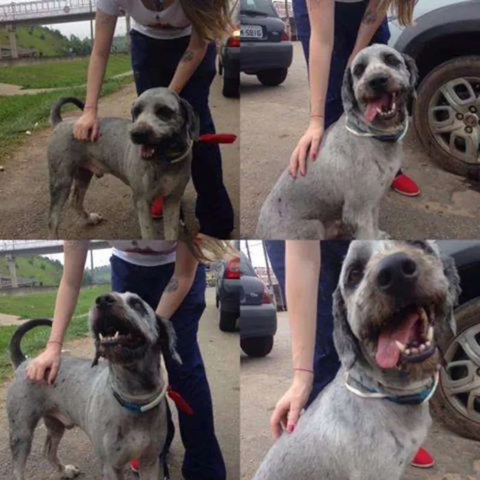 Cachorro ra a SRD idade 2 anos nome Xarope