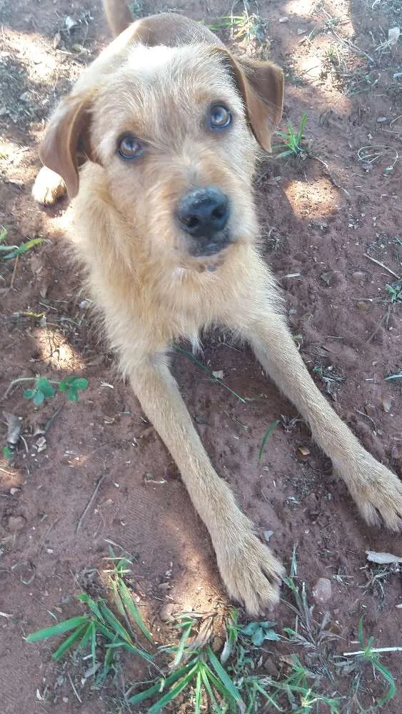 Cachorro ra a Vira lata idade 2 anos nome Bidu