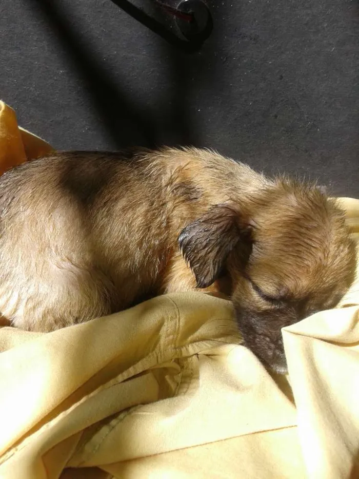 Cachorro ra a Desconhecida idade 2 a 6 meses nome Nina