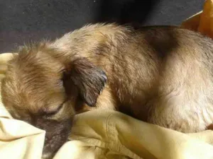 Cachorro raça Desconhecida idade 2 a 6 meses nome Nina