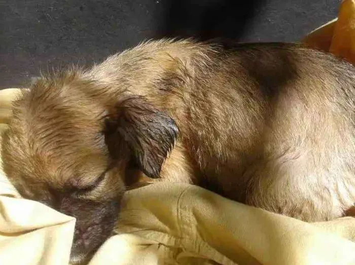 Cachorro ra a Desconhecida idade 2 a 6 meses nome Nina