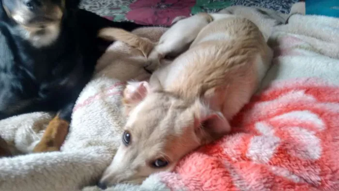 Cachorro ra a indefinida idade 2 a 6 meses nome princesa