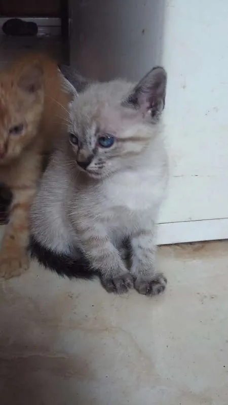 Gato ra a varias idade 2 a 6 meses nome gatos 