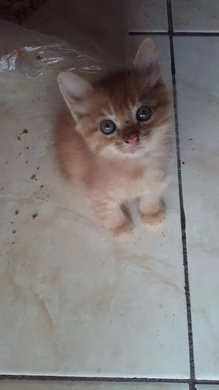 Gato ra a varias idade 2 a 6 meses nome gatos 