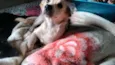 princesa