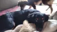 MEL=