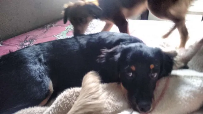 Cachorro ra a indefinida idade 2 a 6 meses nome MEL=