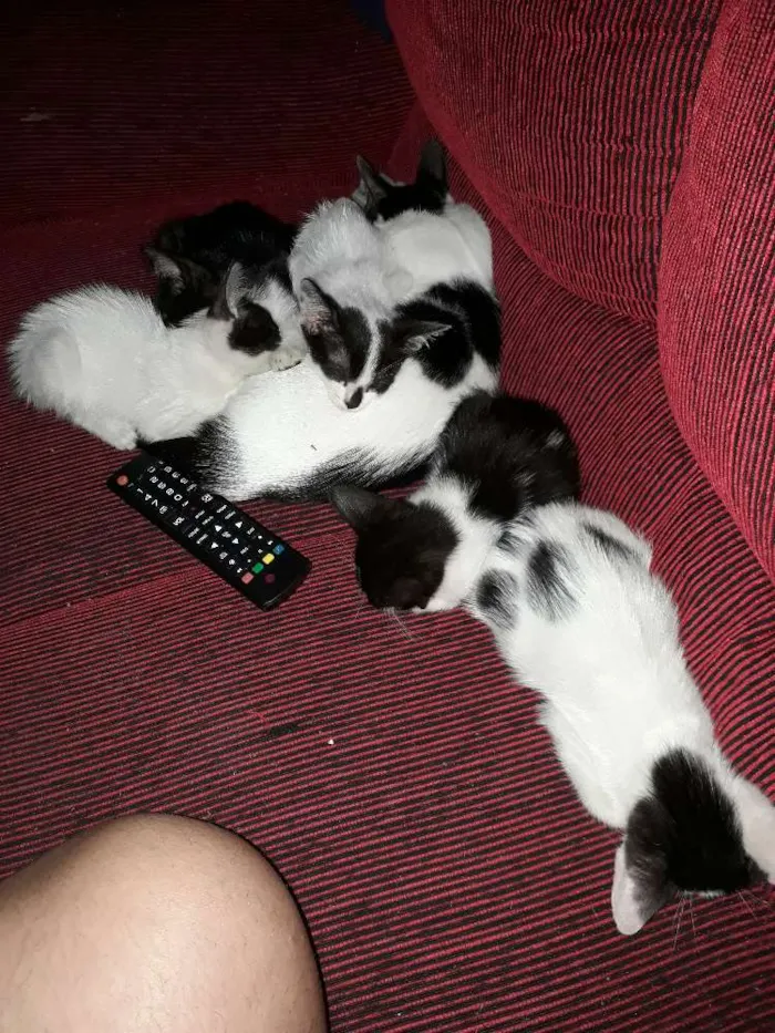 Gato ra a sem raça  definida  idade 2 a 6 meses nome sem nome