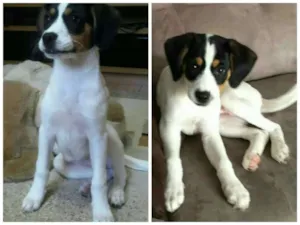 Cachorro raça SRD idade 2 a 6 meses nome Samantha
