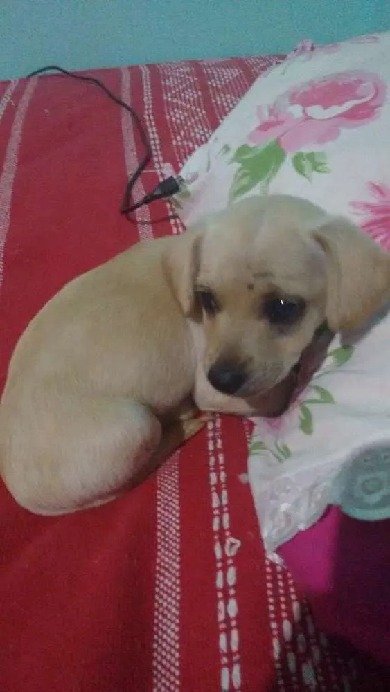 Cachorro ra a Vira-lata idade 2 a 6 meses nome Fluffy