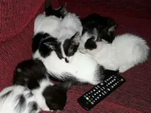 Gato raça sem raça  definida  idade 2 a 6 meses nome sem nome