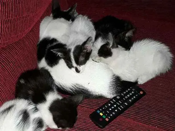 Gato ra a sem raça  definida  idade 2 a 6 meses nome sem nome