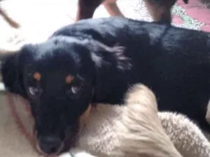 Cachorro raça indefinida idade 2 a 6 meses nome MEL=