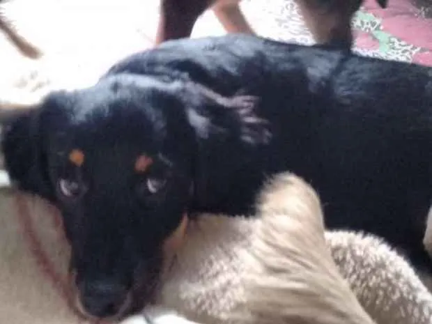 Cachorro ra a indefinida idade 2 a 6 meses nome MEL=