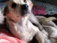 princesa