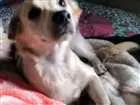 Cachorro raça indefinida idade 2 a 6 meses nome princesa