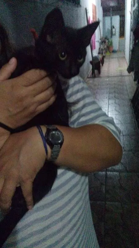 Gato ra a  idade 2 a 6 meses nome sem nome