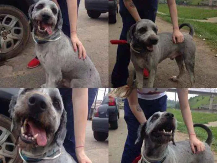 Cachorro ra a SRD idade 2 anos nome Xarope