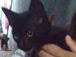 Gato raça  idade 2 a 6 meses nome sem nome