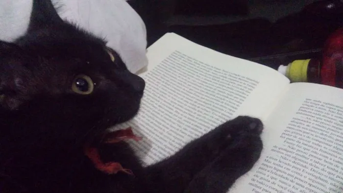 Gato ra a  idade 2 a 6 meses nome sem nome