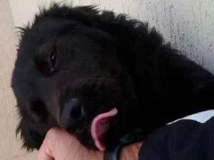 Cachorro raça nao sabemos idade 1 ano nome nao sabemos