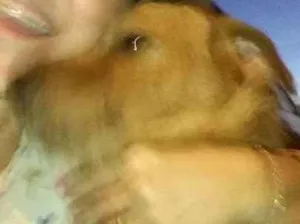 Cachorro raça Vira lata idade 2 anos nome Bidu