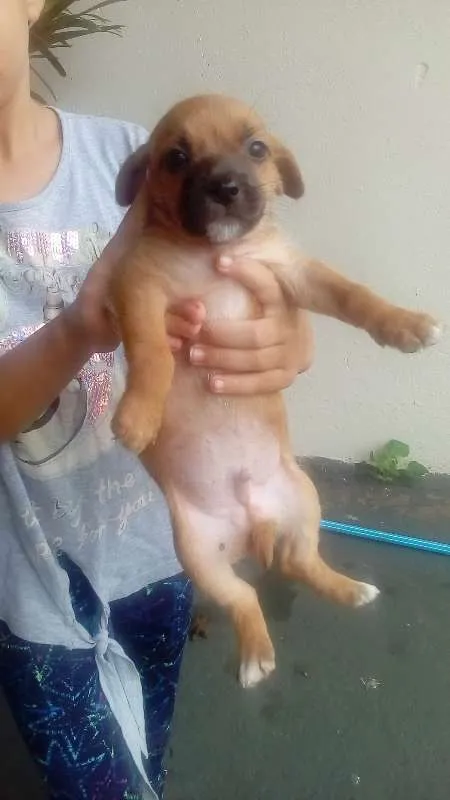 Cachorro ra a sem raça definida idade 2 a 6 meses nome sem nome