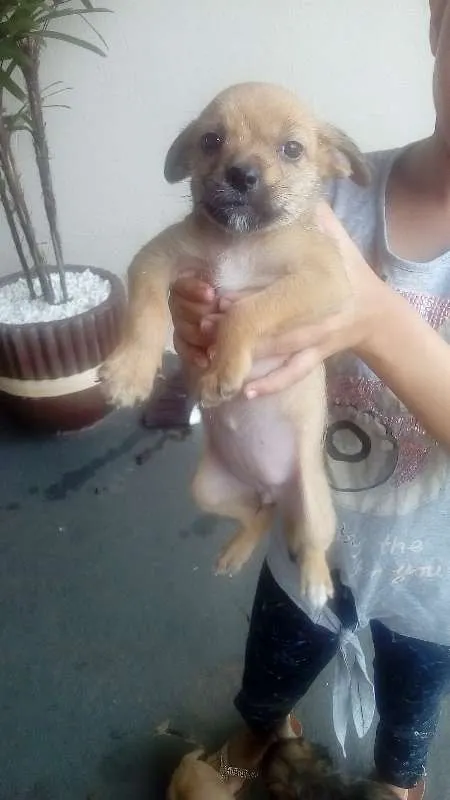 Cachorro ra a sem raça definida idade 2 a 6 meses nome sem nome