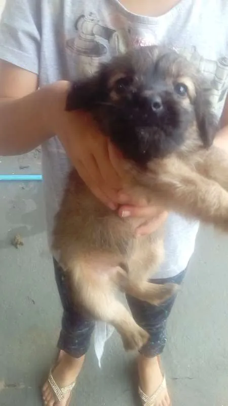 Cachorro ra a sem raça definida idade 2 a 6 meses nome sem nome