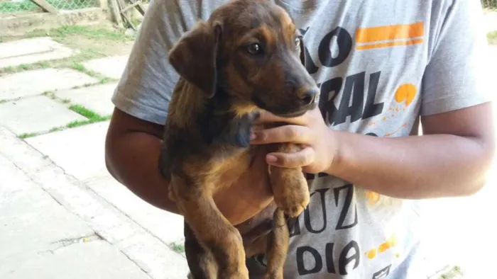 Cachorro ra a Daschund Mestiço idade 7 a 11 meses nome Salsicha
