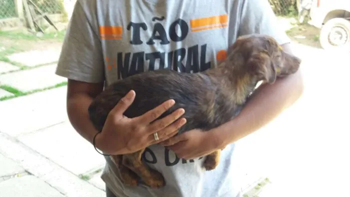 Cachorro ra a Daschund Mestiço idade 7 a 11 meses nome Salsicha