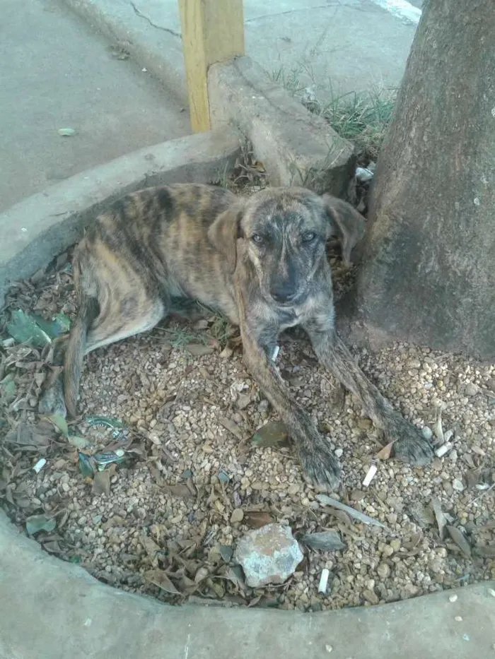 Cachorro ra a Desconhecida idade 2 a 6 meses nome Rajada
