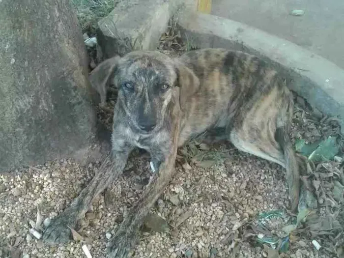 Cachorro ra a Desconhecida idade 2 a 6 meses nome Rajada