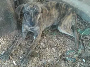 Cachorro raça Desconhecida idade 2 a 6 meses nome Rajada