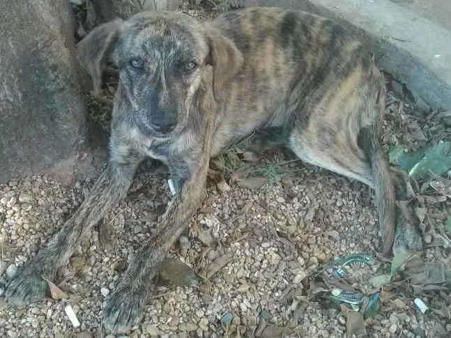 Cachorro ra a Desconhecida idade 2 a 6 meses nome Rajada