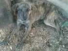 Cachorro raça Desconhecida idade 2 a 6 meses nome Rajada