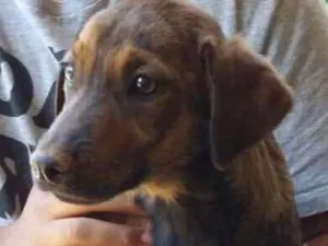 Cachorro raça Daschund Mestiço idade 7 a 11 meses nome Salsicha