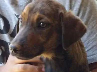 Cachorro ra a Daschund Mestiço idade 7 a 11 meses nome Salsicha