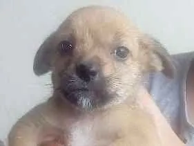 Cachorro ra a sem raça definida idade 2 a 6 meses nome sem nome