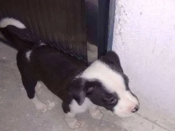 Cachorro raça Mestiço idade Abaixo de 2 meses nome Leitosa, Panda, Rajado