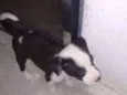 Leitosa, Panda, Rajado