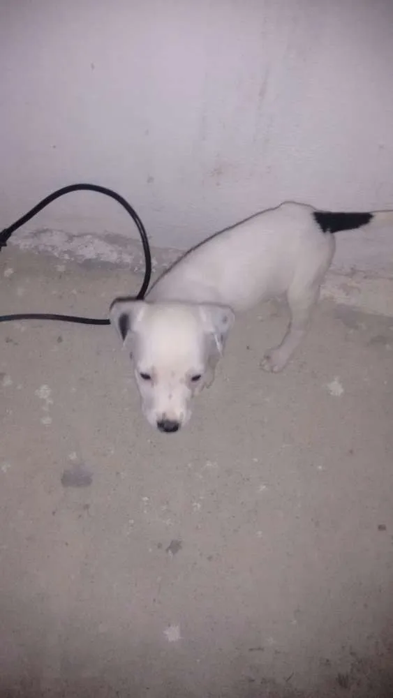 Cachorro raça Mestiço idade Abaixo de 2 meses nome Leitosa, Panda, Rajado