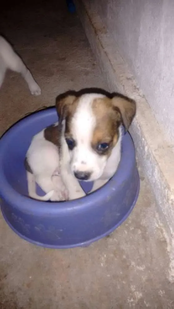Cachorro raça Mestiço idade Abaixo de 2 meses nome Leitosa, Panda, Rajado