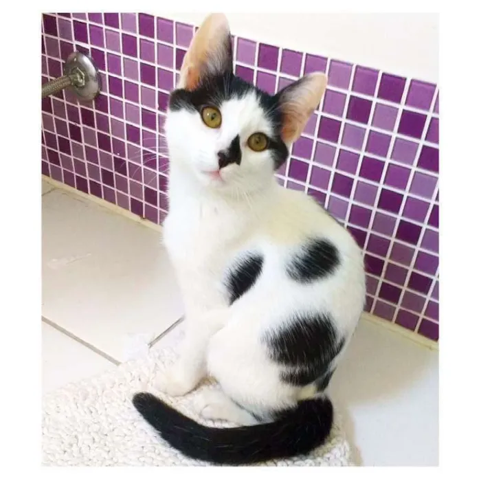 Gato ra a SRD idade 2 a 6 meses nome Cazuzinha