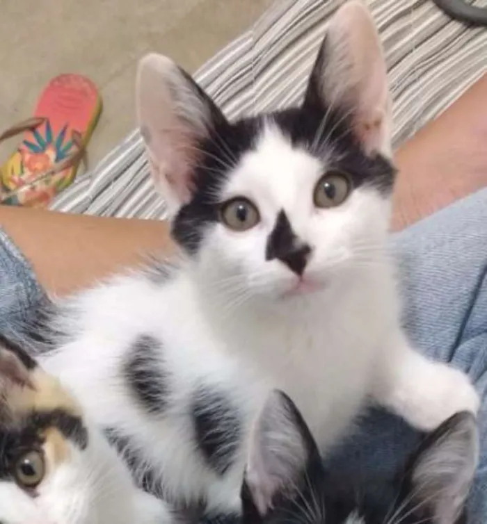 Gato ra a SRD idade 2 a 6 meses nome Cazuzinha