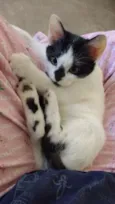 Cazuzinha